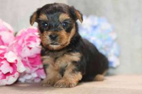 Yorkie