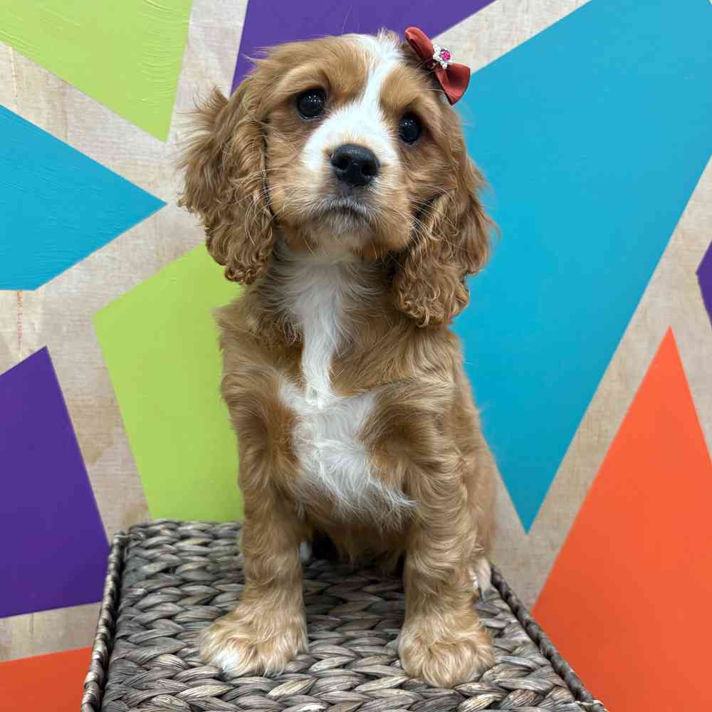 Image of a pet breed in the gallery