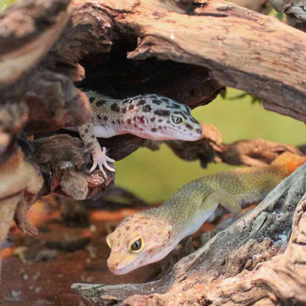 Unknown Leopard Gecko Reptile for sale