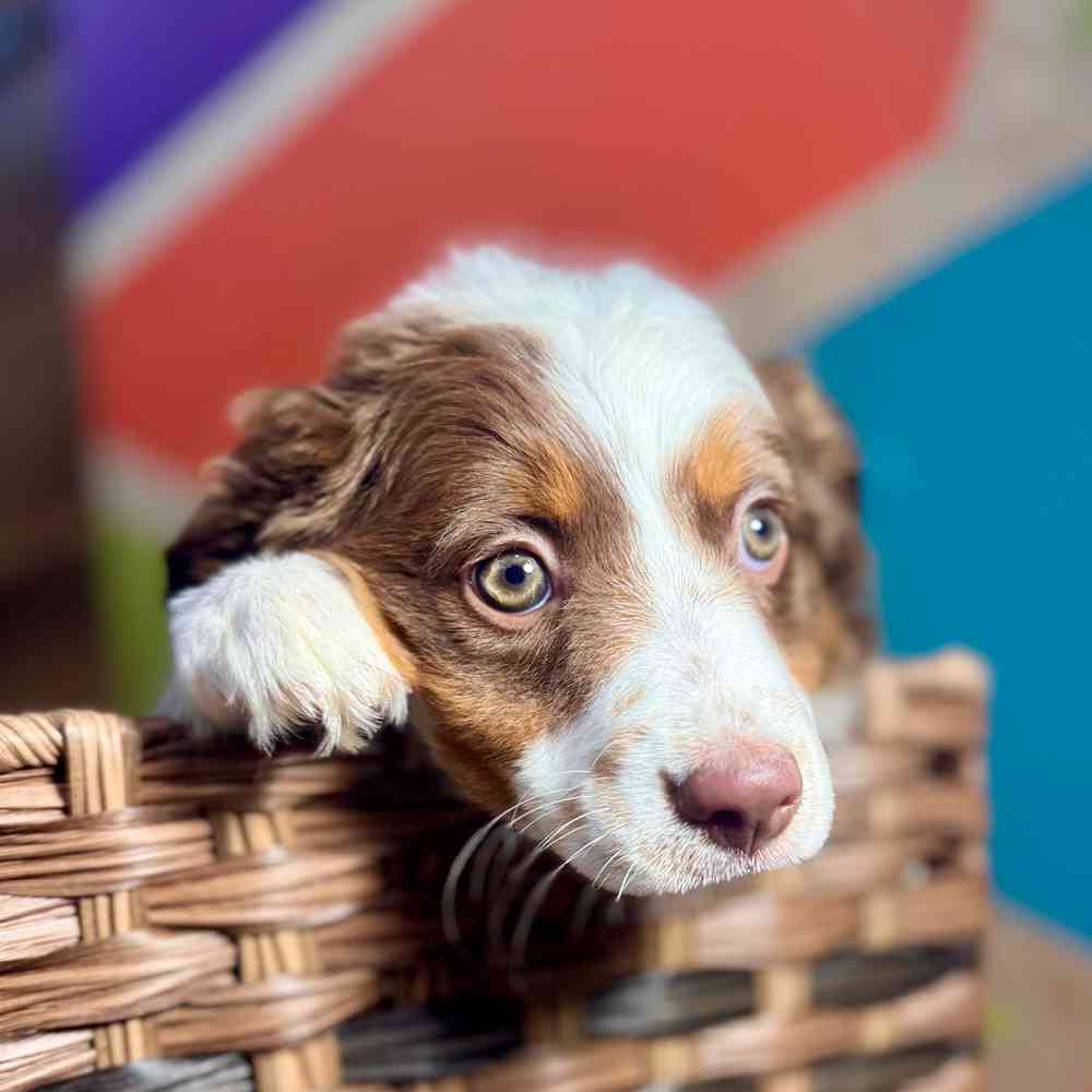 Image of a pet breed in the gallery