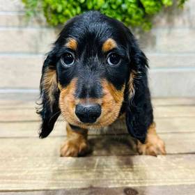 Dachshund