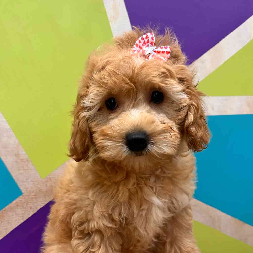 carousel pet images