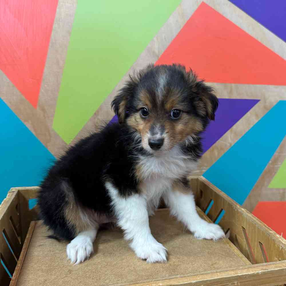Image of a pet breed in the gallery