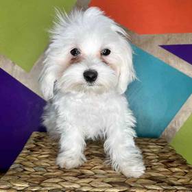 Maltese