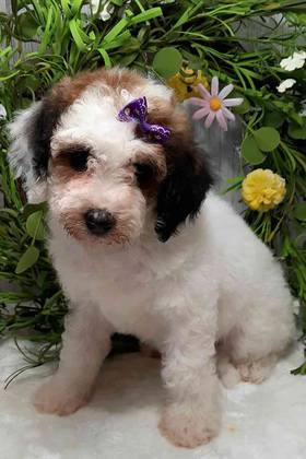 Mini Goldendoodle