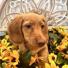 Dachshund