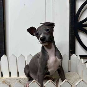 Italian Greyhound