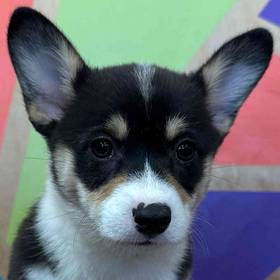 Pembroke Welsh Corgi
