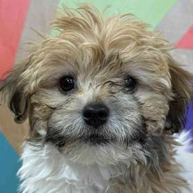 Havanese