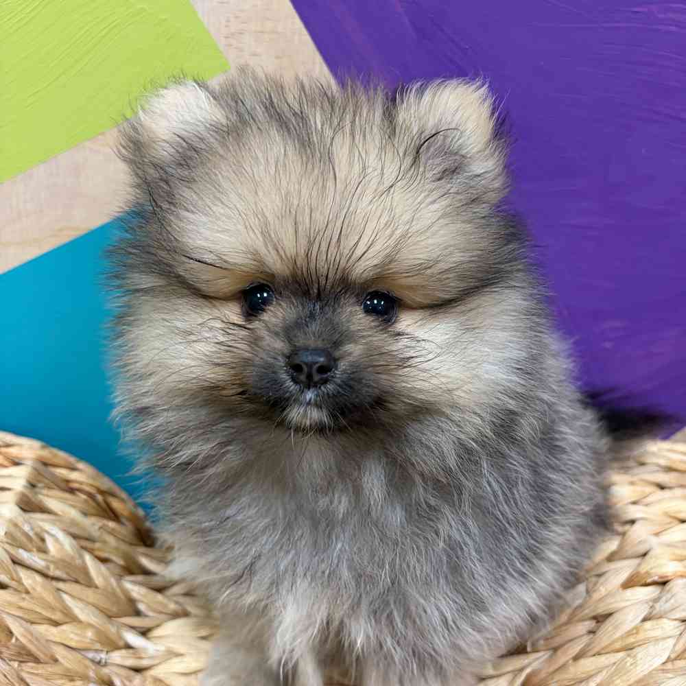carousel pet images