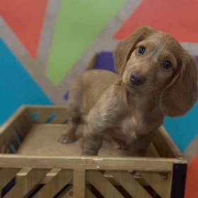 Mini Dachshund