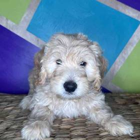 Mini Goldendoodle