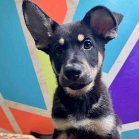 German Shepherd