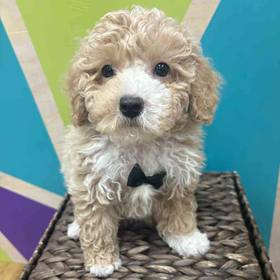 Poodle Toy