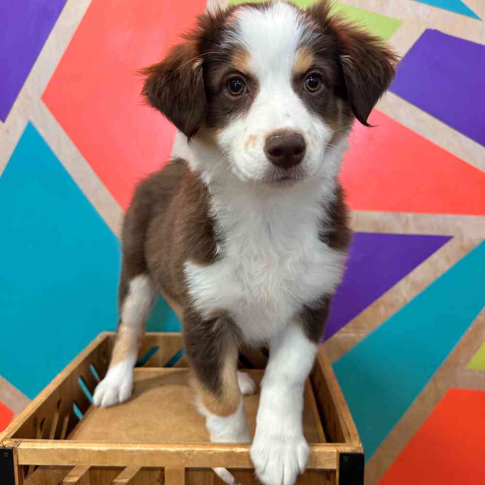 Australian Shepherd Puppies For Sale - Greenfield Puppies, image size:1000x1000