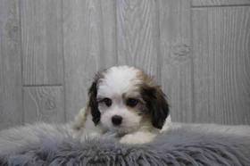 Cavachon