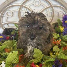 Shih-Poo