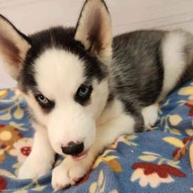 Siberian Husky