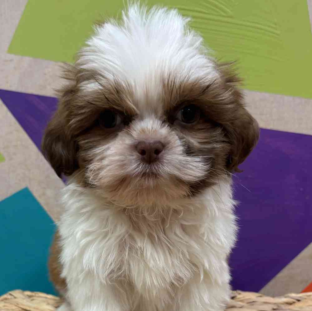 Image of a pet breed in the gallery