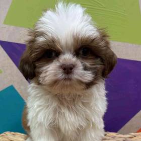 Shih Tzu