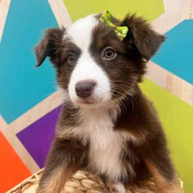 Mini Aussie