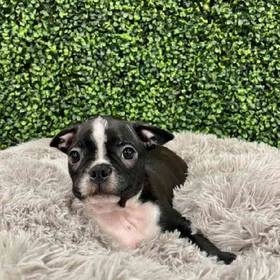Boston Terrier