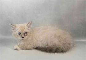 Ragdoll
