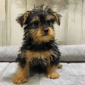 Yorkie
