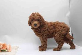 Mini Goldendoodle