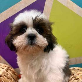 Lhasa Apso