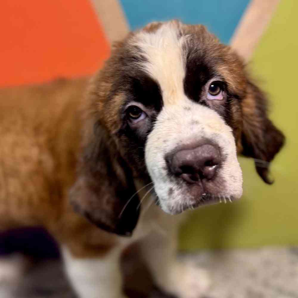 Male Saint Bernard Puppy for Sale in Rogers, AR