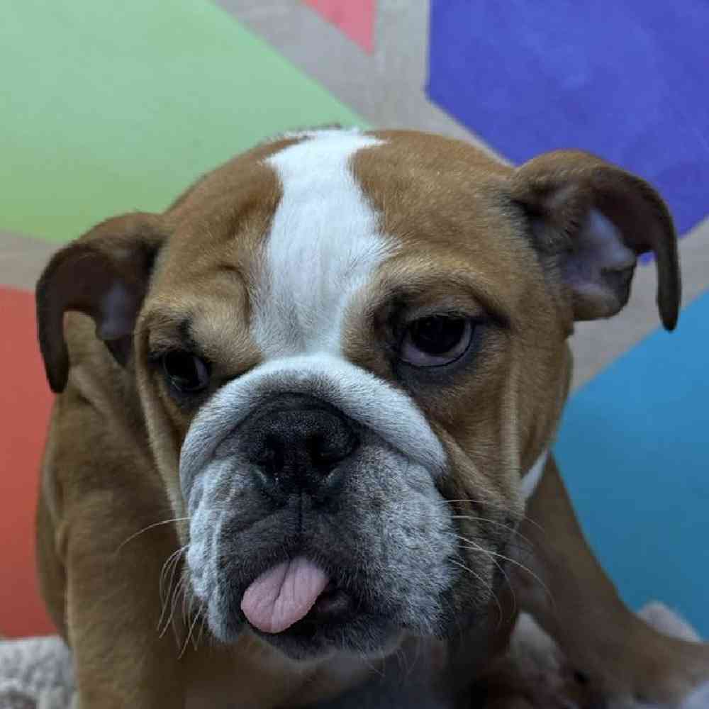 carousel pet images