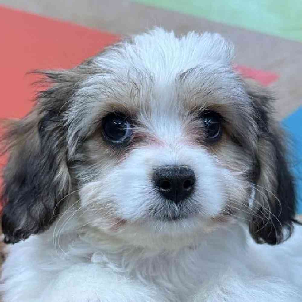 carousel pet images