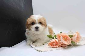 Havanese