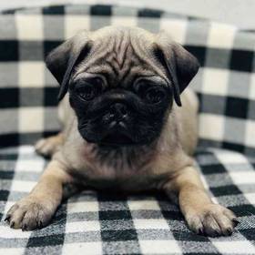 Pug