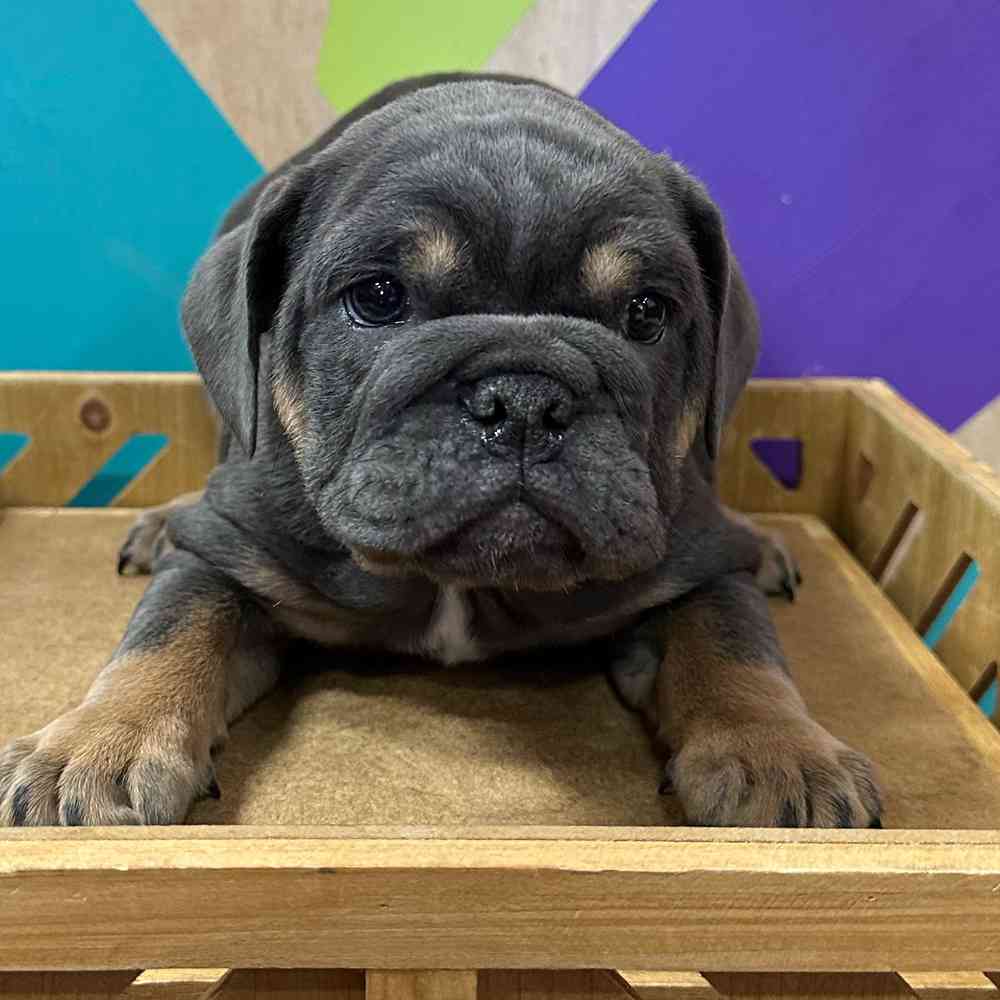 Image of a pet breed in the gallery