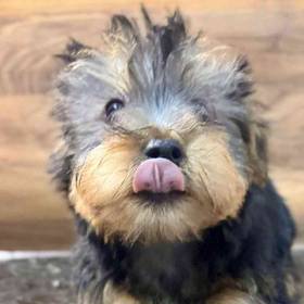 Silky Terrier