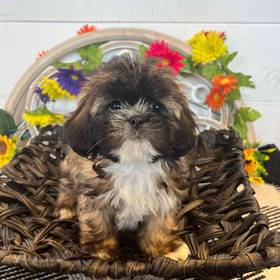 Lhasa Apso