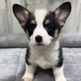 Pembroke Welsh Corgi
