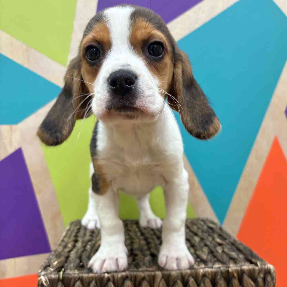 Image of a pet breed in the gallery