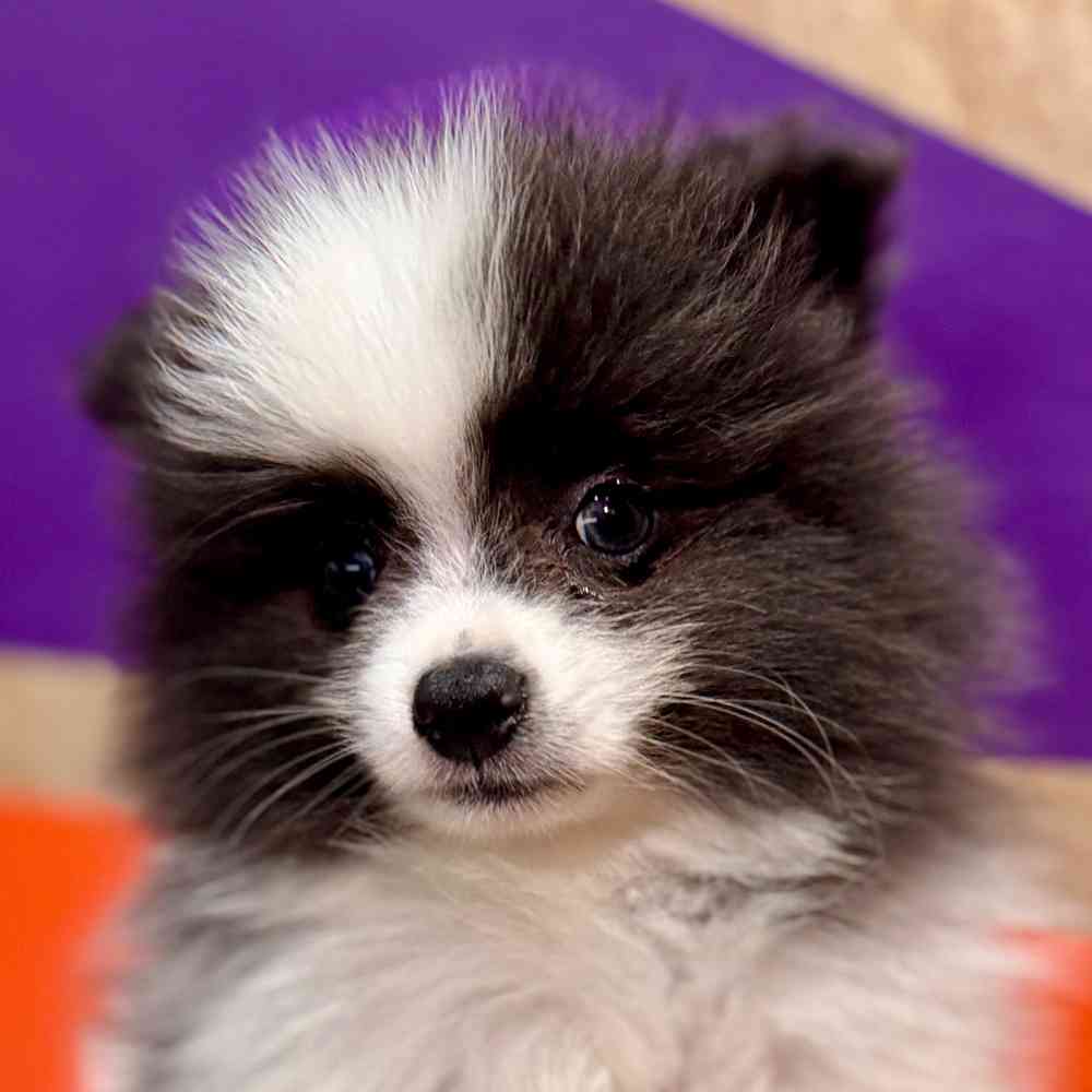 carousel pet images