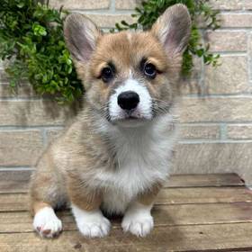 Pembroke Welsh Corgi
