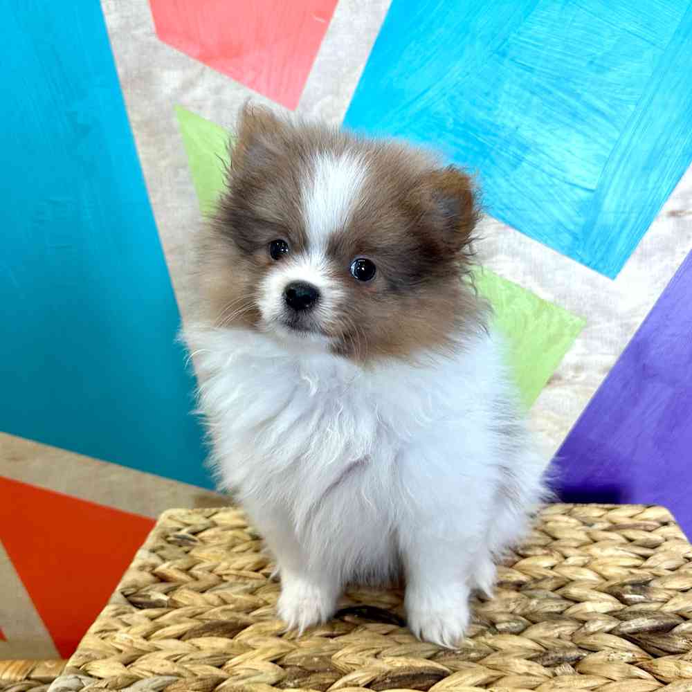 Image of a pet breed in the gallery