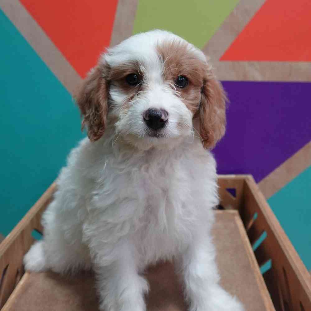 carousel pet images