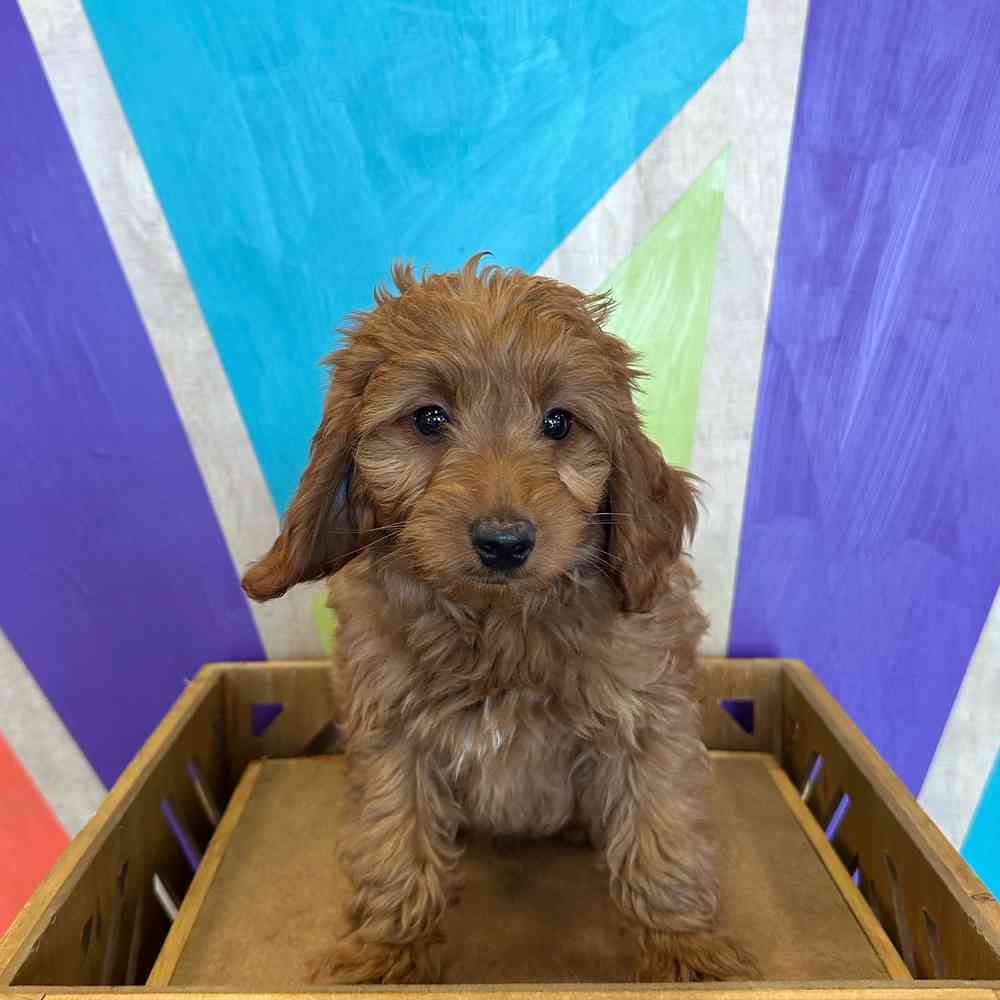 carousel pet images