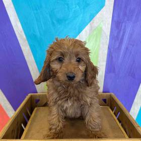 F1B Mini Goldendoodle