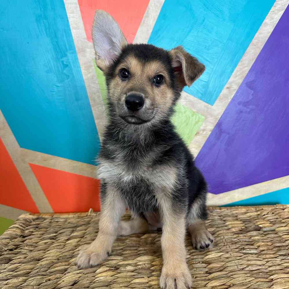 Image of a pet breed in the gallery