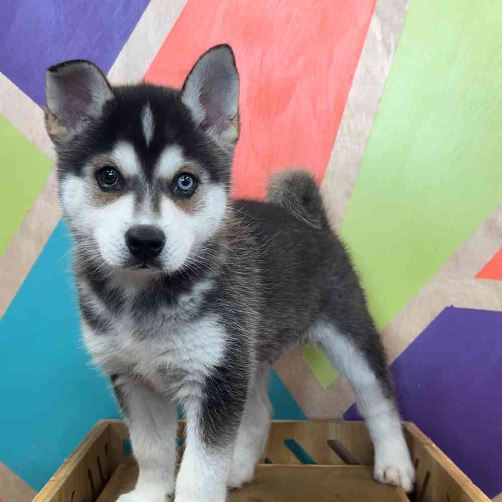 Image of a pet breed in the gallery