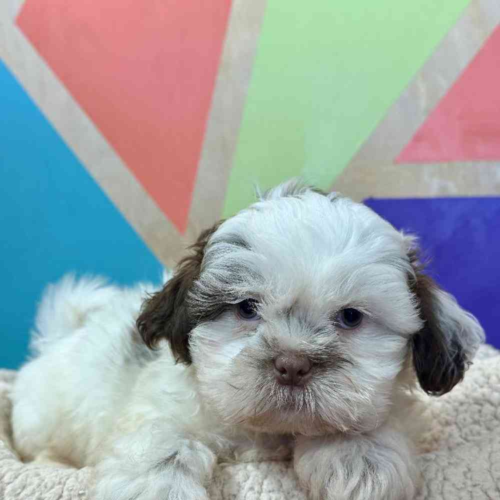 carousel pet images