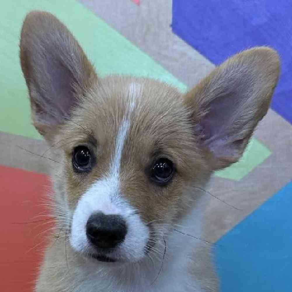 Image of a pet breed in the gallery